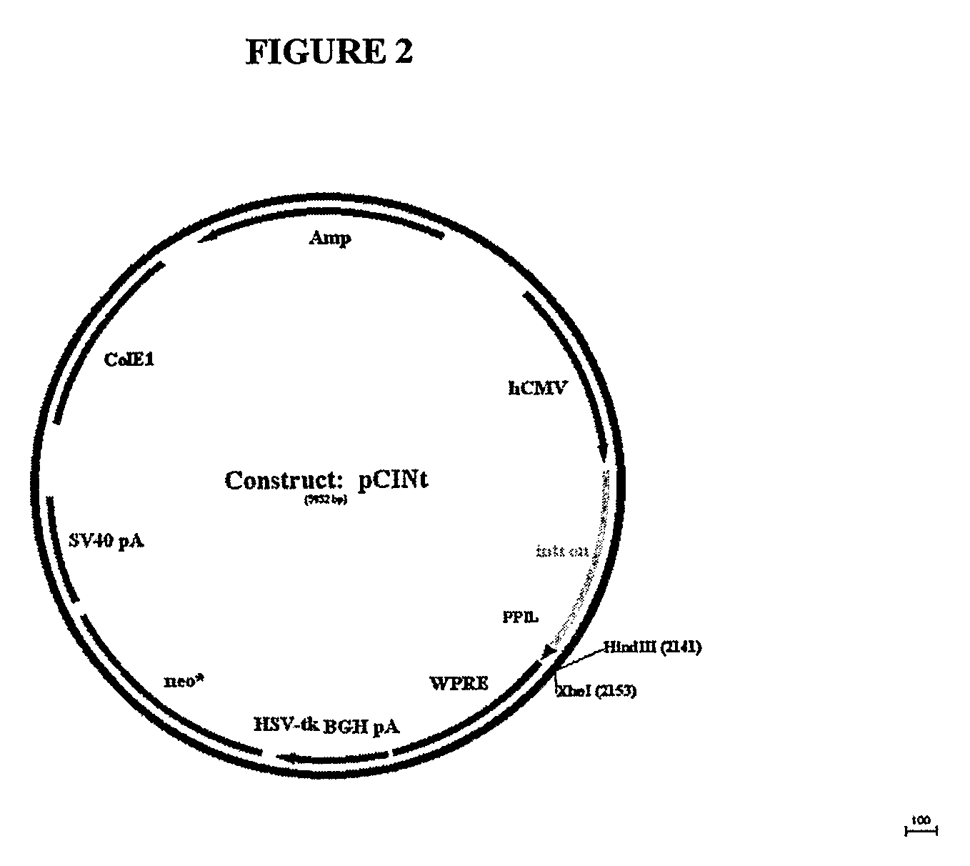 Manufacture of Highly Phosphorylated Lysosomal Enzymes and Uses Thereof