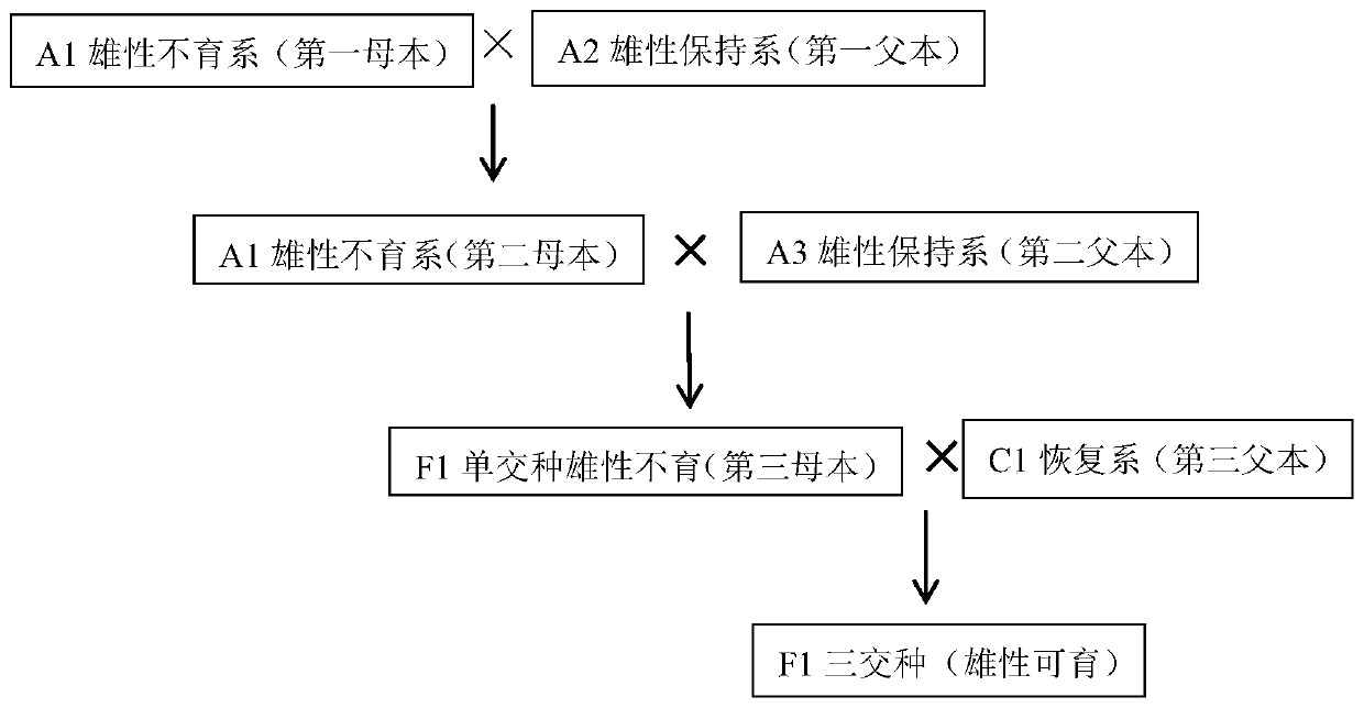 Method for conducting corn three-way cross hybrid crossbreeding and seed production through three-line combination technology