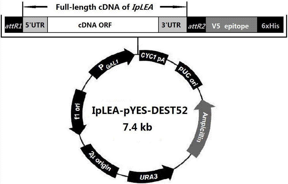 Ipomoea pes-caprae IpLEA gene, coding protein and application thereof