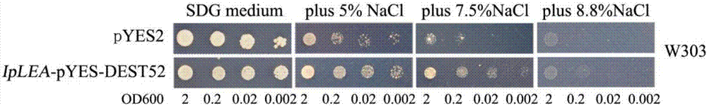 Ipomoea pes-caprae IpLEA gene, coding protein and application thereof