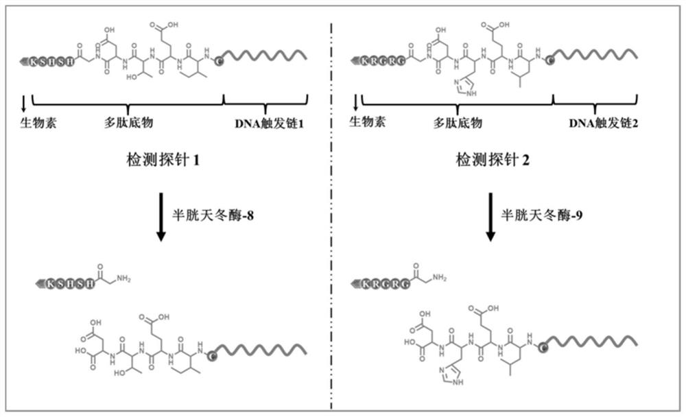 Excision enzyme III-driven three-dimensional DNA nano machine and application thereof