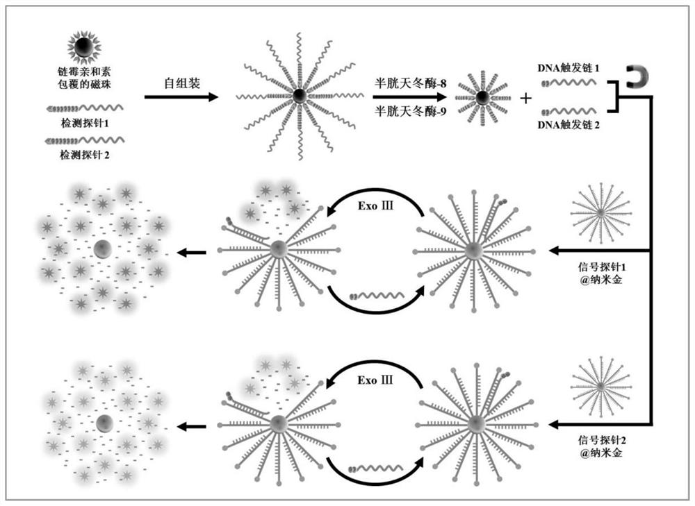 Excision enzyme III-driven three-dimensional DNA nano machine and application thereof