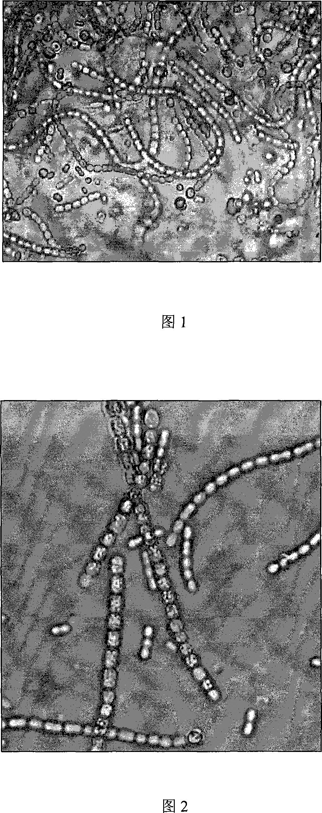 Separating, purifying, culturing and optimizing method for syncyanosen