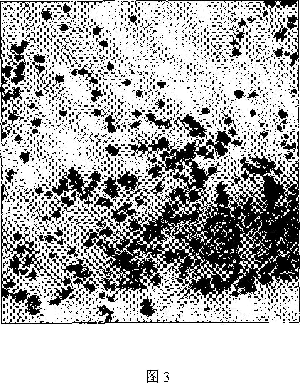 Separating, purifying, culturing and optimizing method for syncyanosen