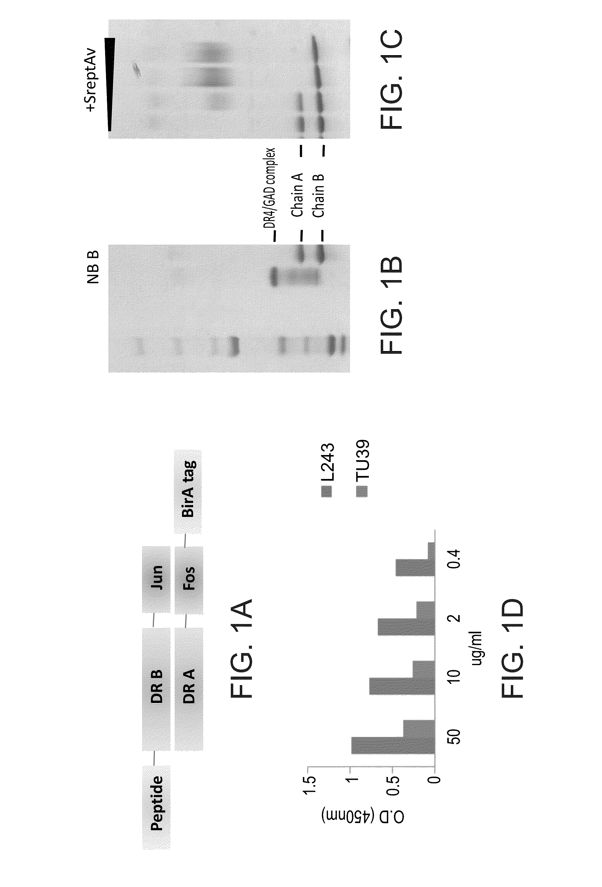 Antibodies with t-cell receptor like specificity towards native complexes of mhc class ii and diabetes-associated autoantigenic peptides