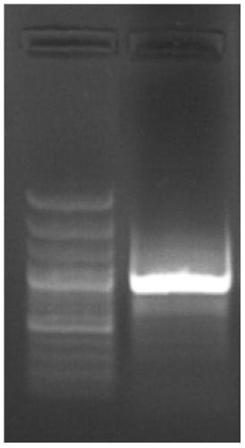 Chinese cabbage pistil development related gene BrCRF11a and application thereof