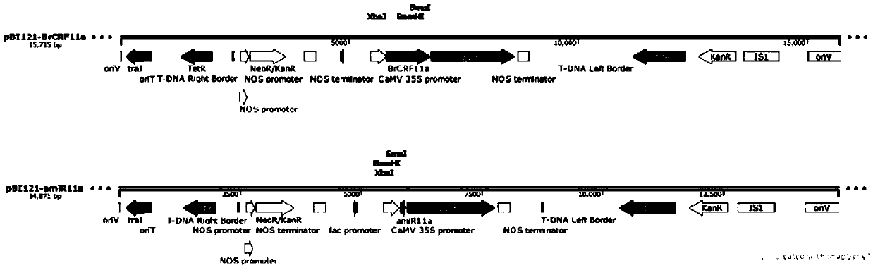 Chinese cabbage pistil development related gene BrCRF11a and application thereof