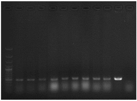 Chinese cabbage pistil development related gene BrCRF11a and application thereof