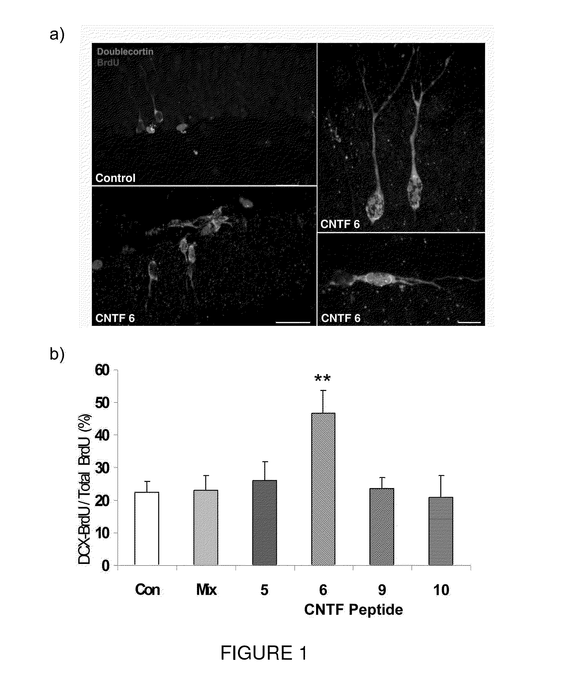 Neurotrophic peptides