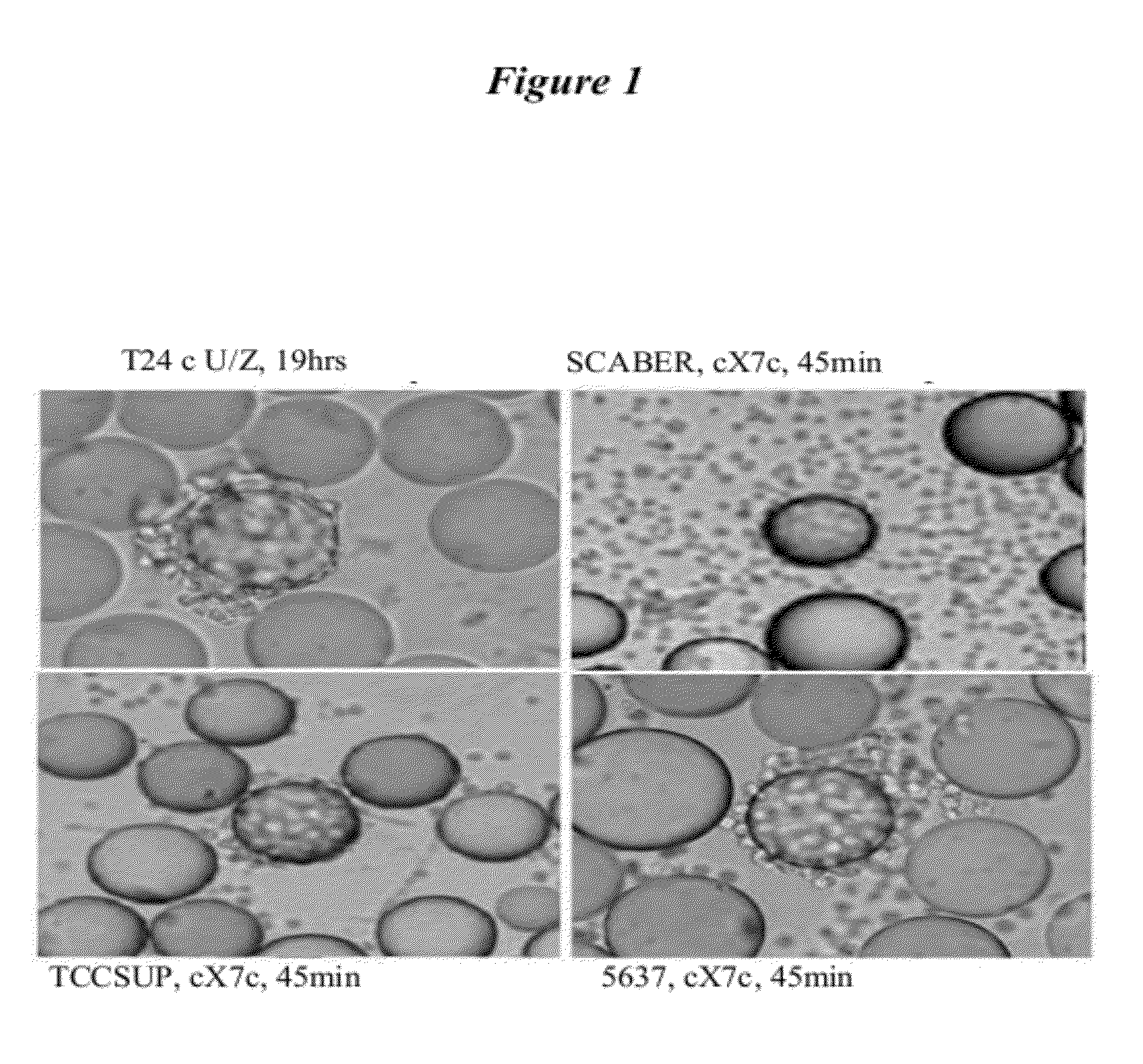 Bladder cancer specific ligand peptides