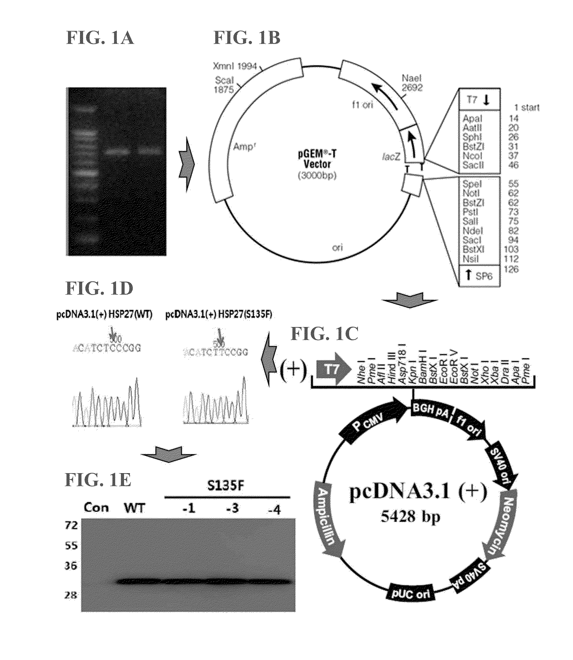 Animal model of charcot-marie-tooth disease as hsp27 mutant (S135F) carrier