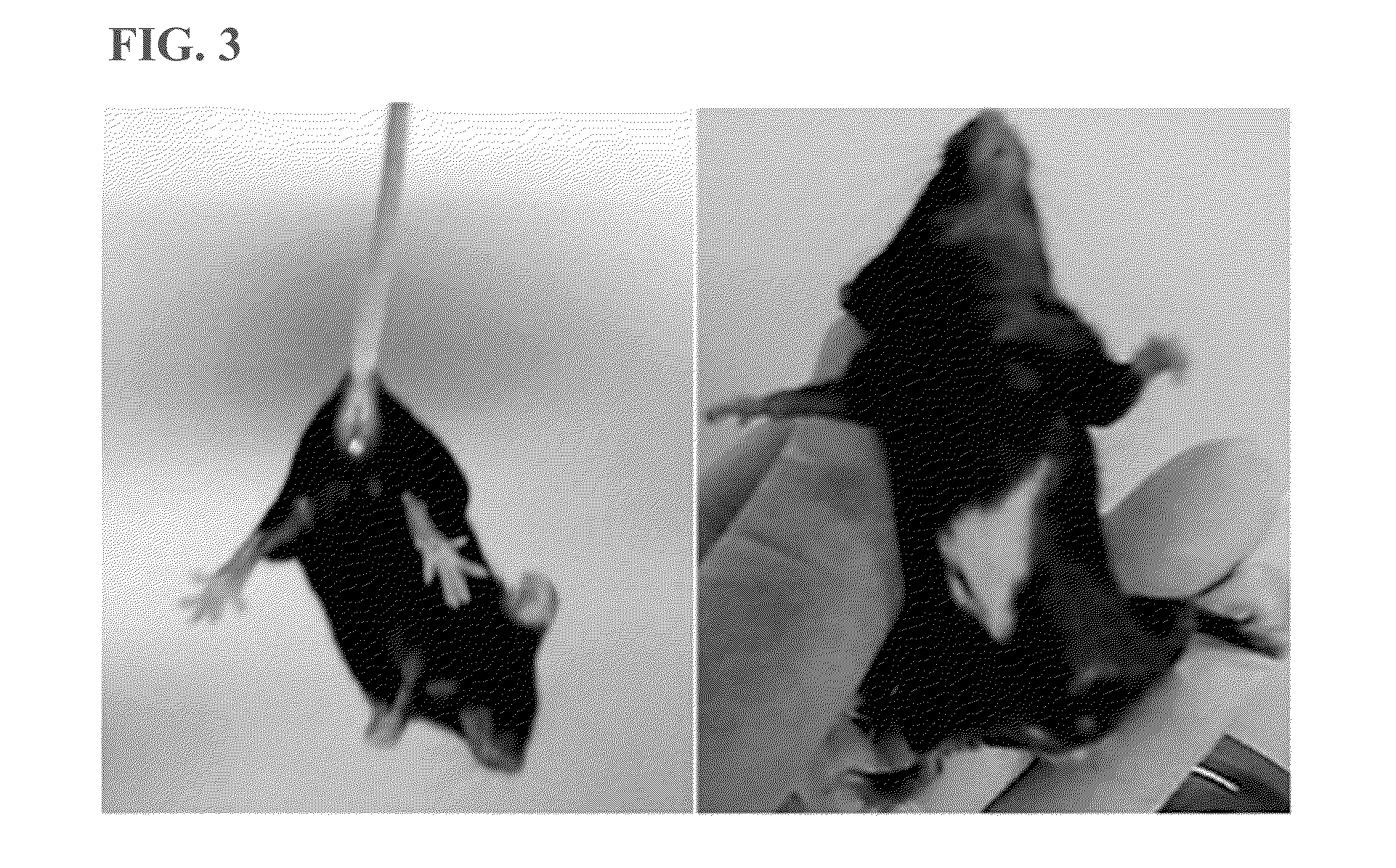 Animal model of charcot-marie-tooth disease as hsp27 mutant (S135F) carrier