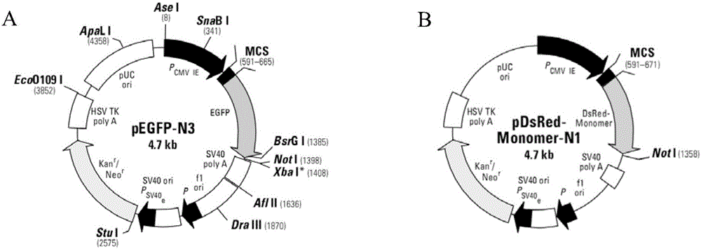 HIV (human immunodeficiency virus) inhibitor screening model and preparation method and application thereof