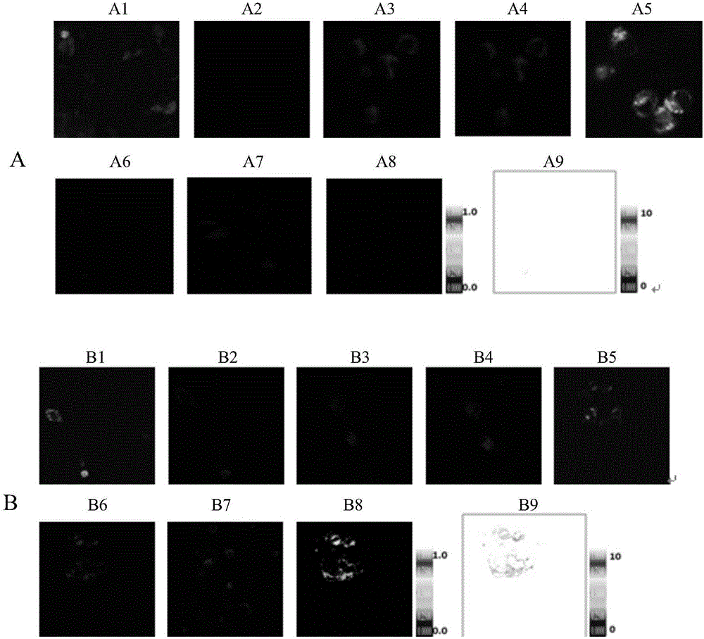 HIV (human immunodeficiency virus) inhibitor screening model and preparation method and application thereof