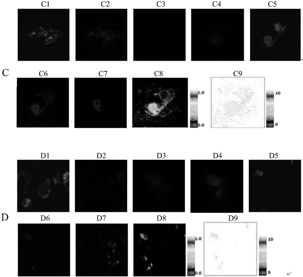 HIV (human immunodeficiency virus) inhibitor screening model and preparation method and application thereof