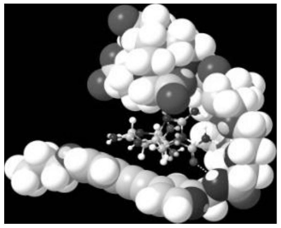 A compound and detection method for fluorescence detection of saxitoxin