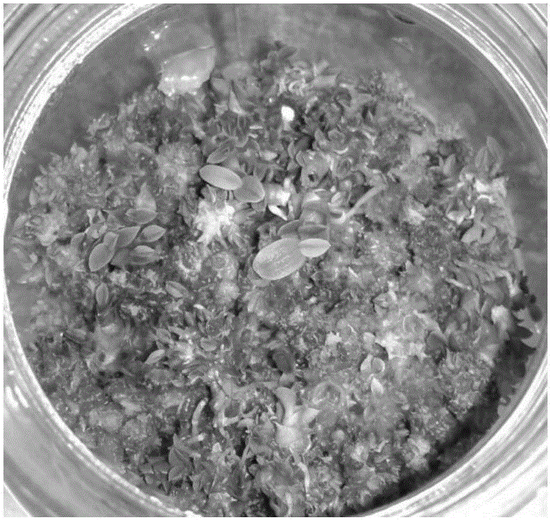 Dendrobium officinale Kimura et Migo tissue culture batch production method through one-step seedling formation