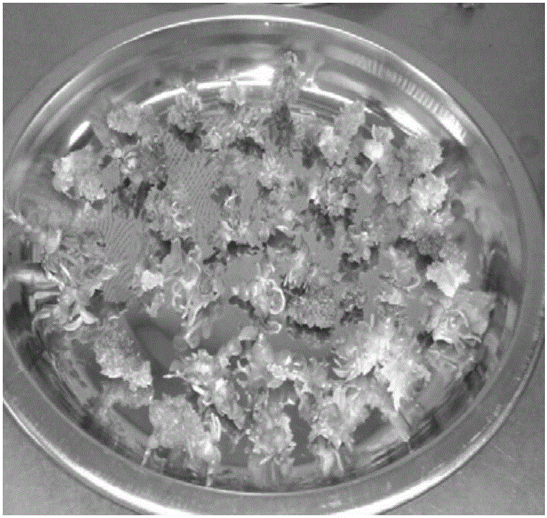 Dendrobium officinale Kimura et Migo tissue culture batch production method through one-step seedling formation