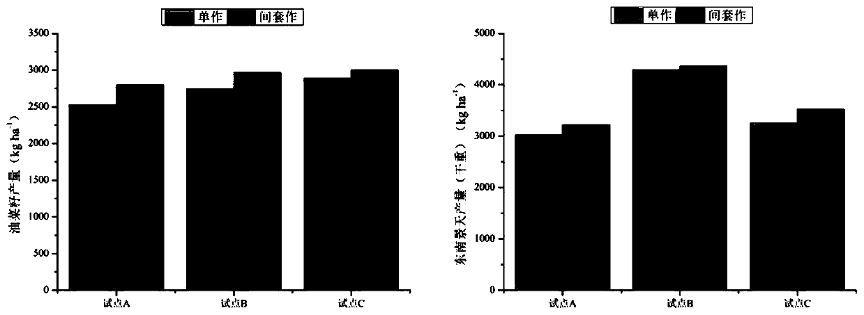 Method for enhanced extraction and repair of moderately cadmium contaminated farmland through intercropping of oilseed rape and sedum alfredii