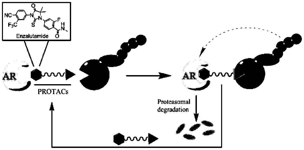 Small molecule degradation agent targeting at androgen receptors as well as preparation method and application thereof