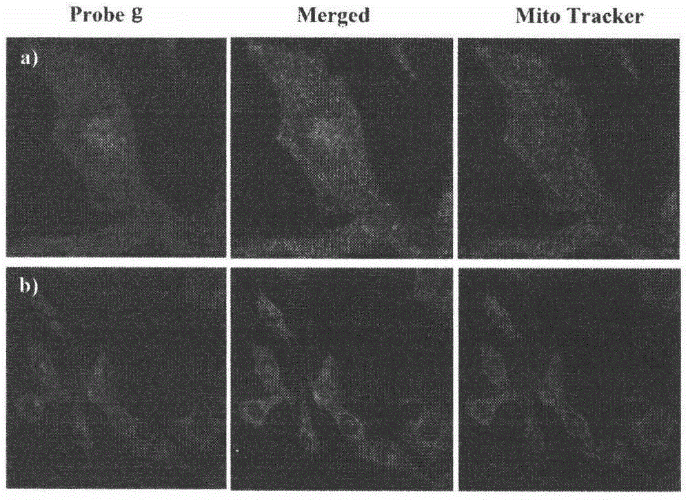 23-hydroxybetulinic acid fluorescent probe and its preparation method and use in cellular localization and uptake