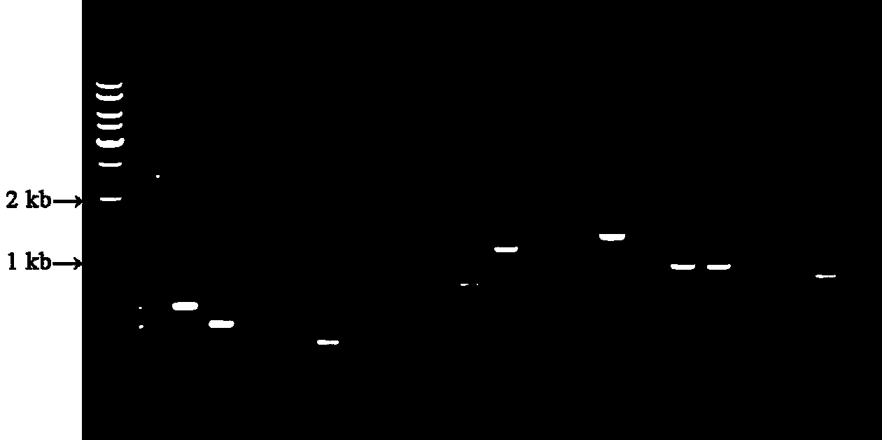 Corn inbred line assistant seed selection method by using IDP molecular marker