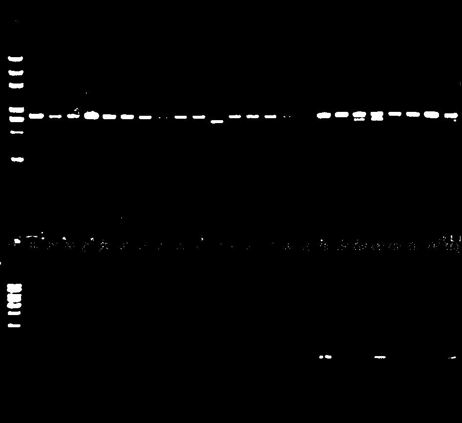 Corn inbred line assistant seed selection method by using IDP molecular marker