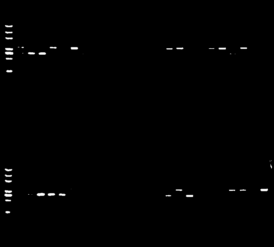 Corn inbred line assistant seed selection method by using IDP molecular marker