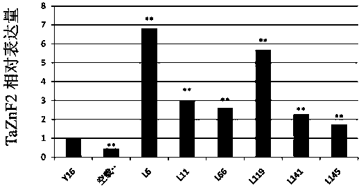 Wheat disease resistance proteins and coding genes and their application in regulating plant disease resistance