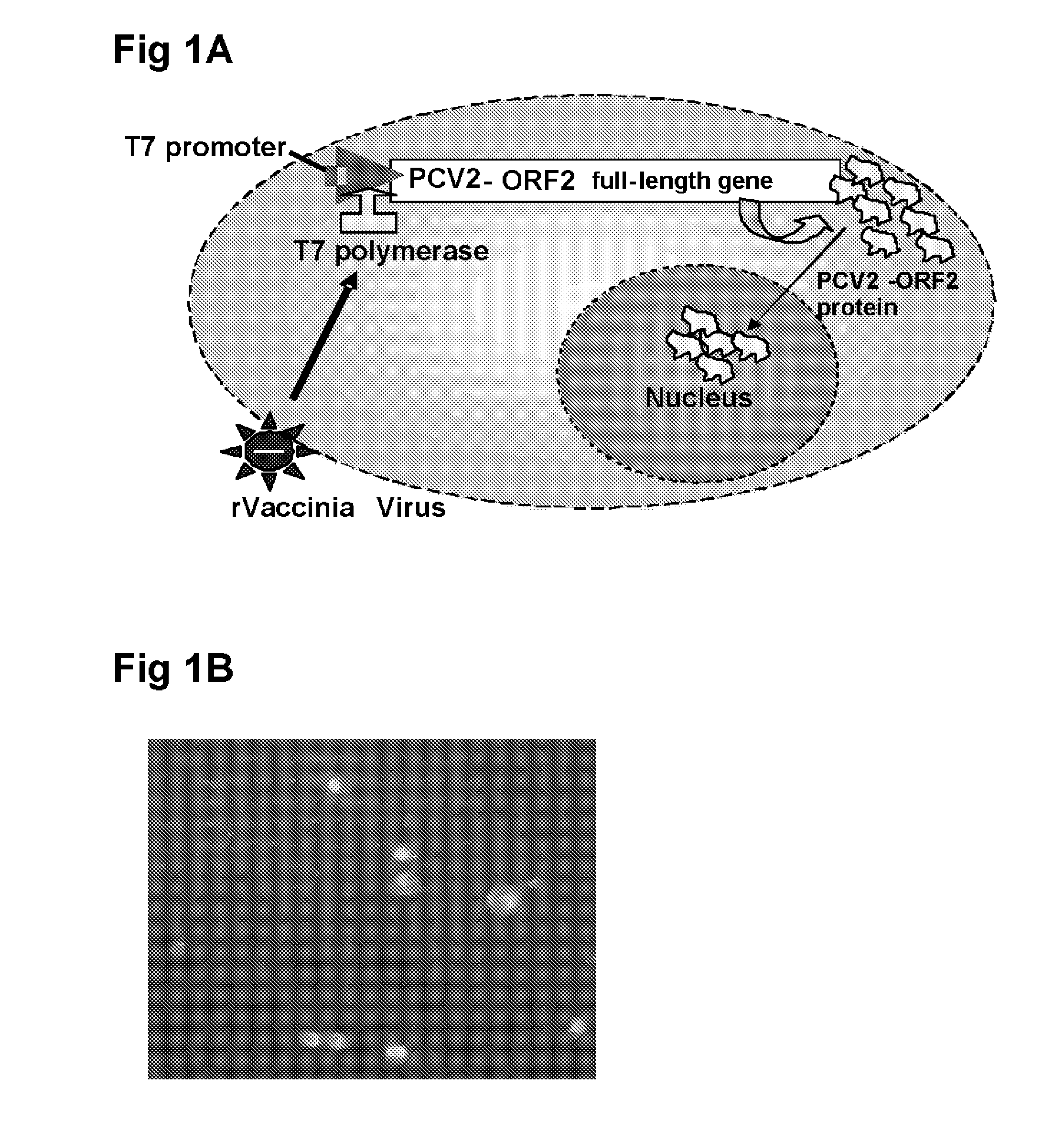 Designer peptide-based pcv2 vaccine