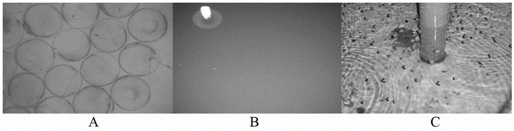 A method for batch induction of turbot tetraploid fry