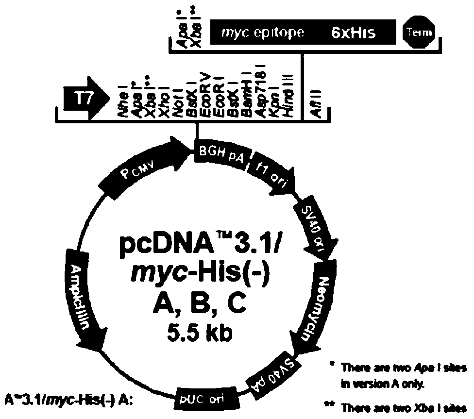 Anti-cav peptide analogue and corresponding cdna and its application