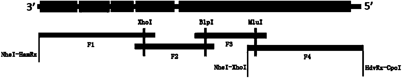 Preparation method of recombination live vector vaccines for diseases of canid and/or feline