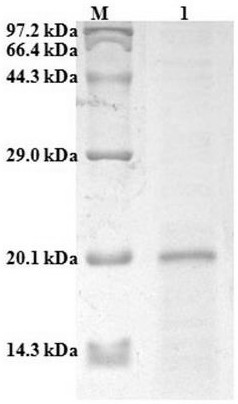 Hagfish oral gland cystatin, preparation method and application