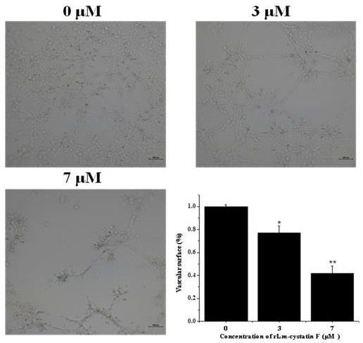 Hagfish oral gland cystatin, preparation method and application