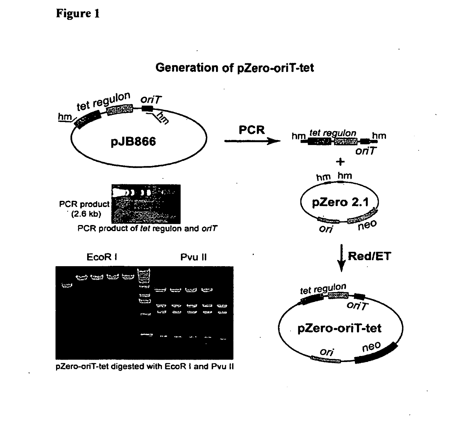 Methods for heterologous expression of secondary metabolites