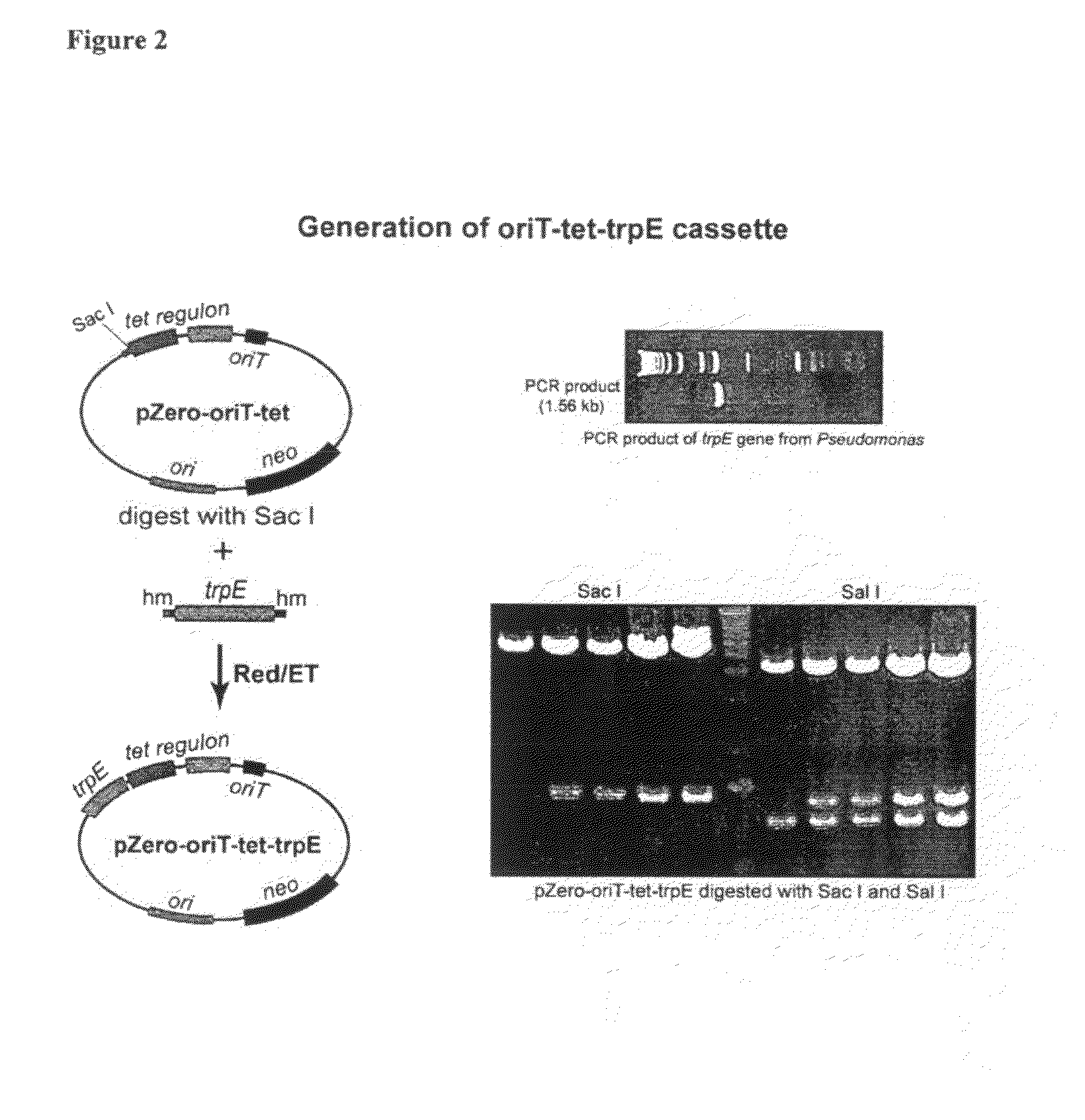 Methods for heterologous expression of secondary metabolites