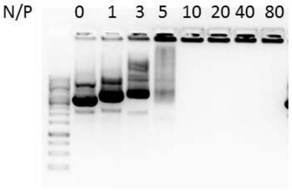 A kind of cell penetrating peptide and its preparation method and application