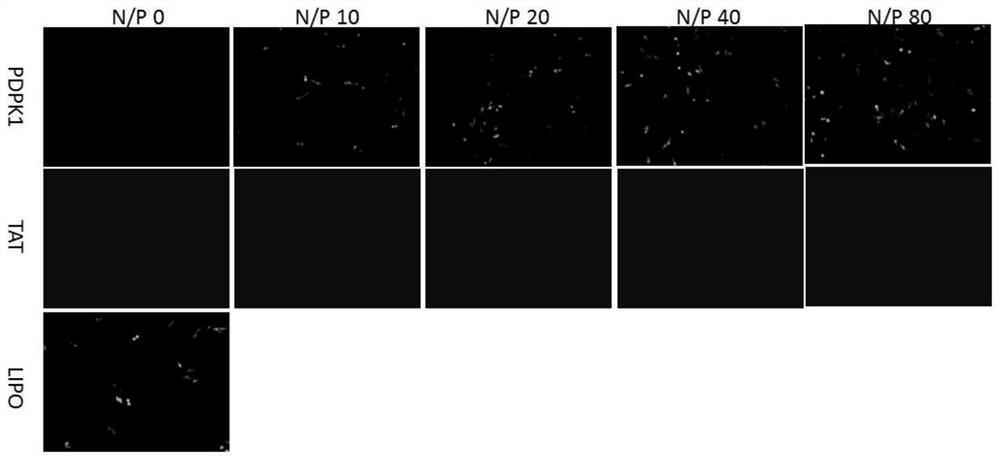 A kind of cell penetrating peptide and its preparation method and application