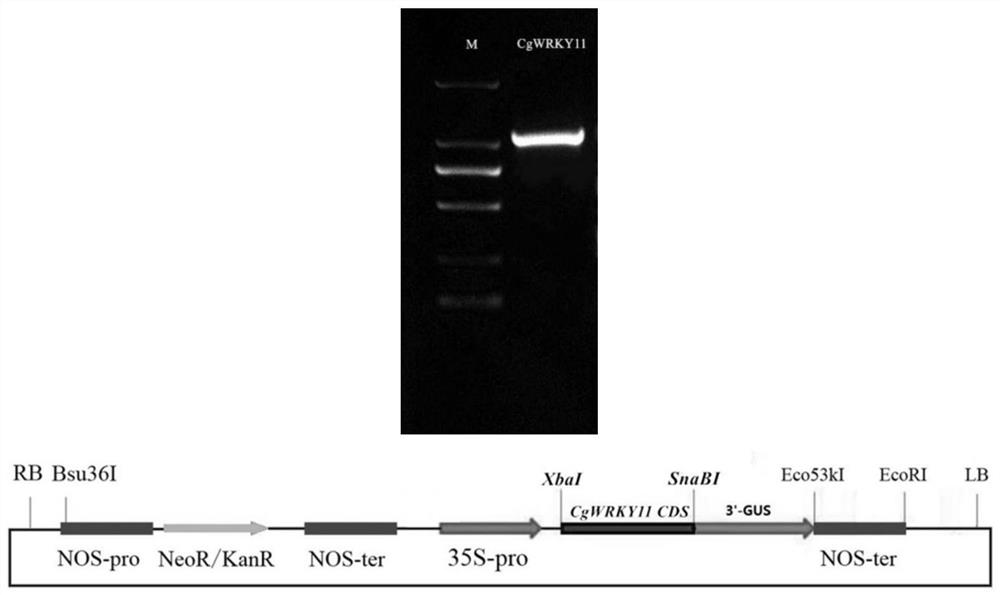 A kind of Chunlan cgwrky11 gene and its application