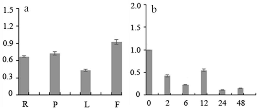 A kind of Chunlan cgwrky11 gene and its application