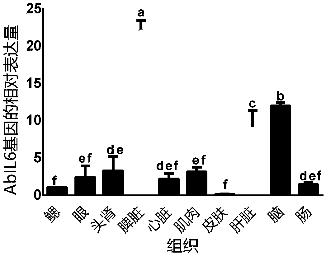 Sturgeon disease-resistant immune protein and preparation method and application thereof