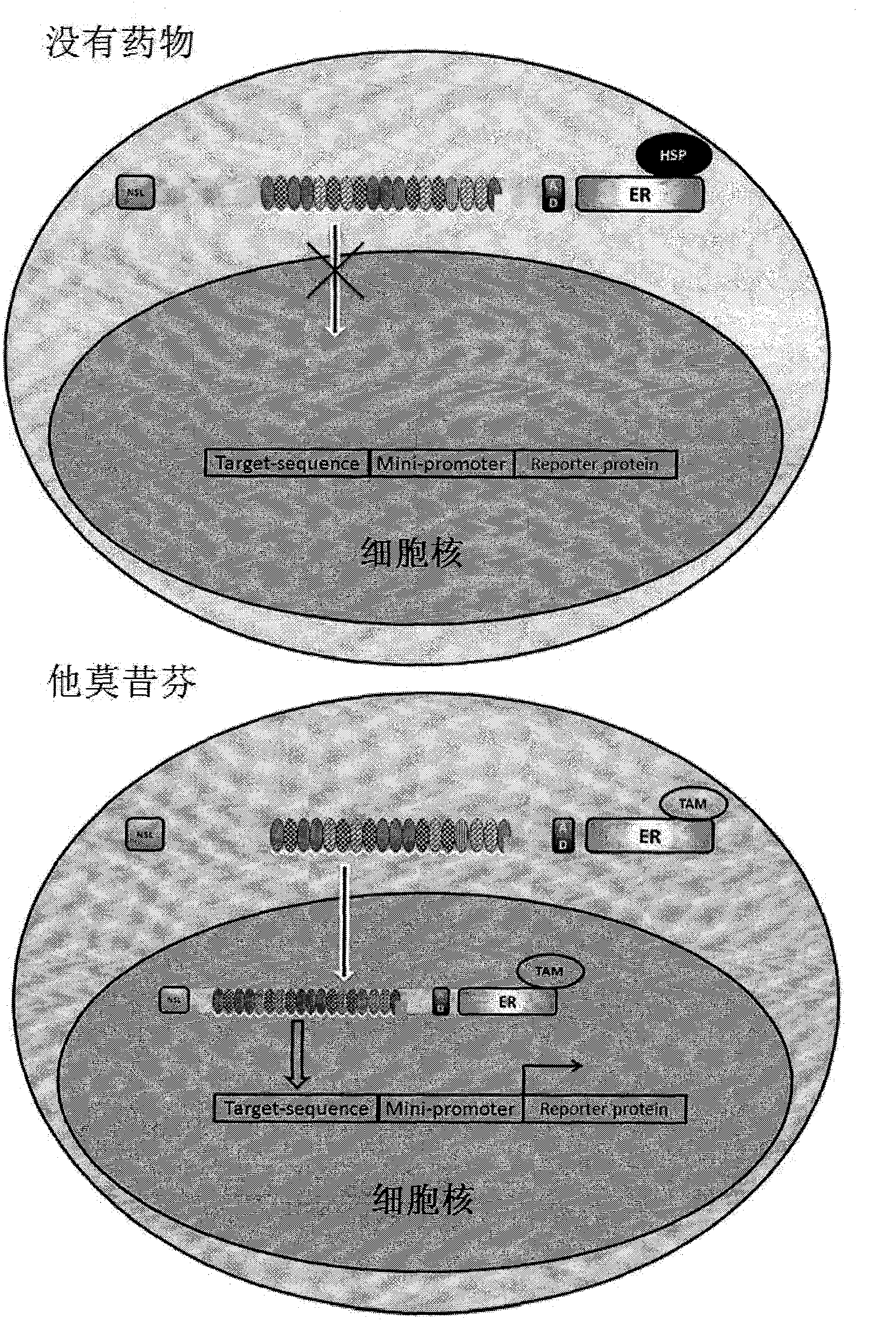 Transcription activator like effector-functional group-estrogen receptor function protein and application thereof