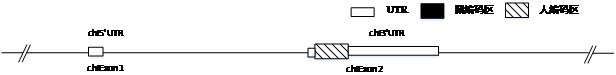 Cx3cr1 gene humanized non-human animal and its construction method and application