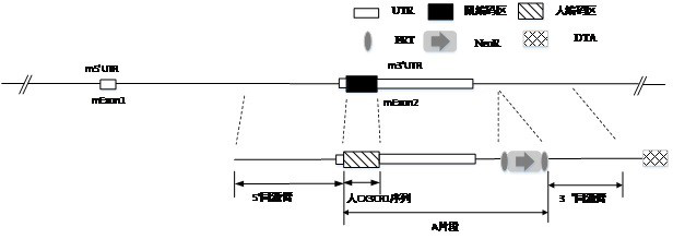 Cx3cr1 gene humanized non-human animal and its construction method and application