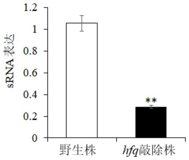 A rapid method for the identification of Edwardsiella piscicida sRNA