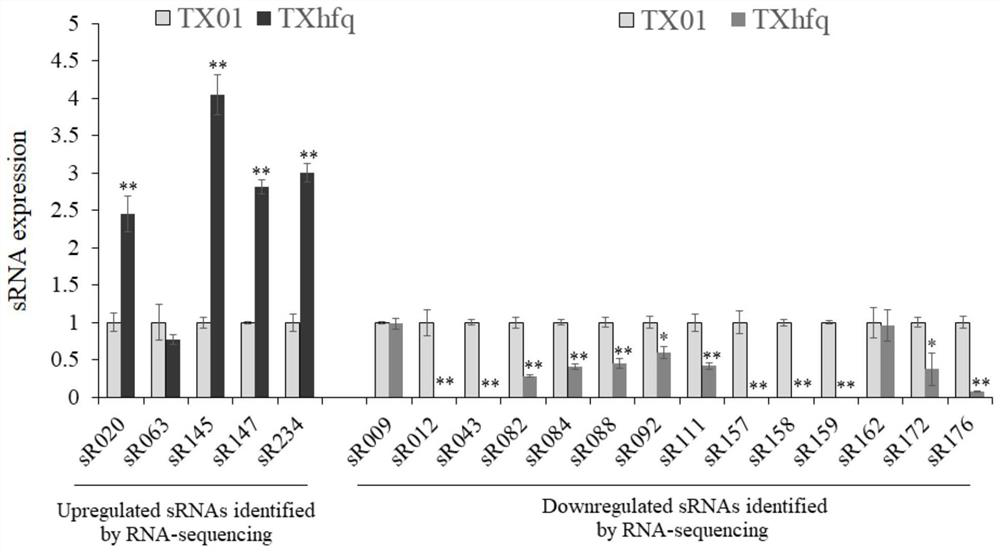 A rapid method for the identification of Edwardsiella piscicida sRNA