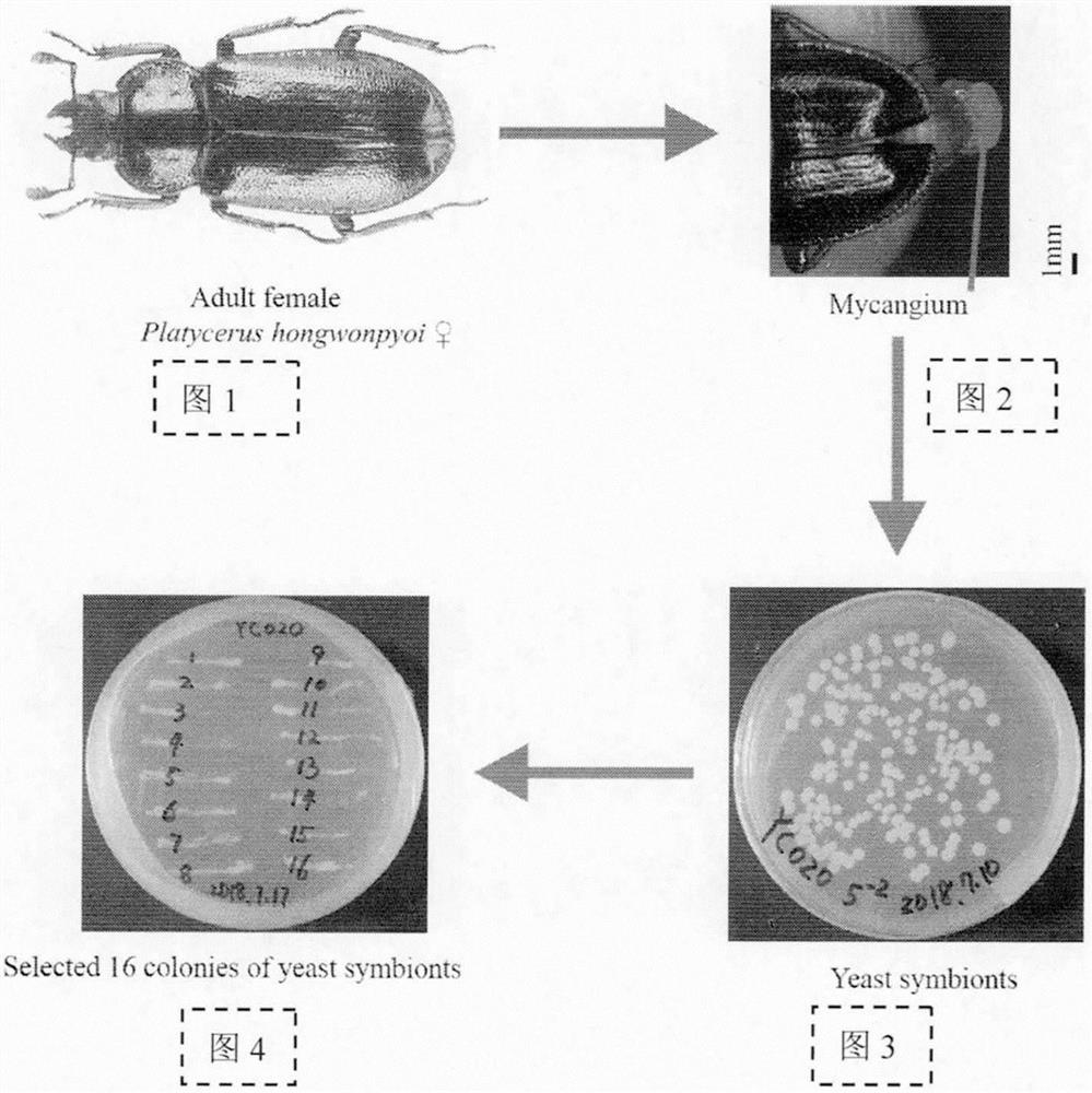 Method for extracting symbiotic microorganisms in coleopteran insects