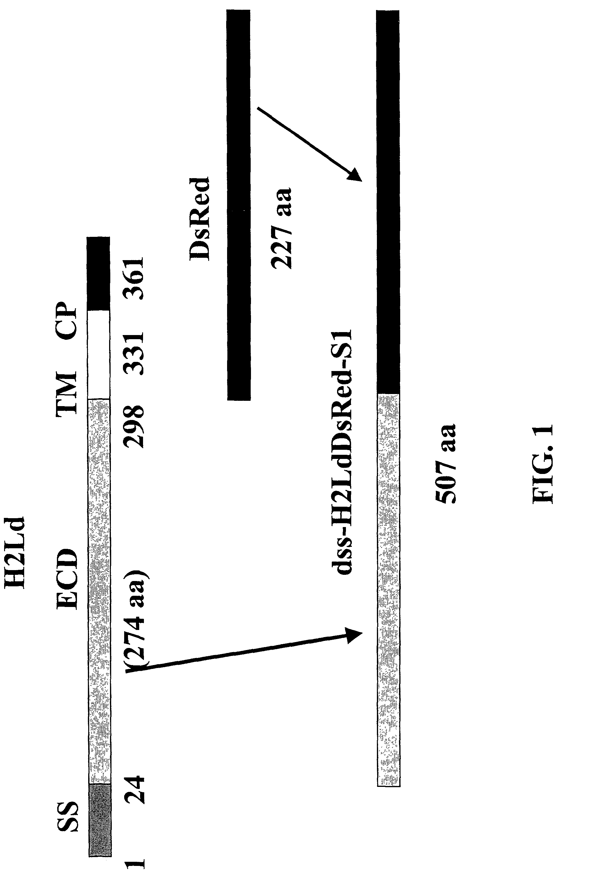 Intrinsically fluorescent, self-multimerizing MHC fusion proteins and complexes thereof