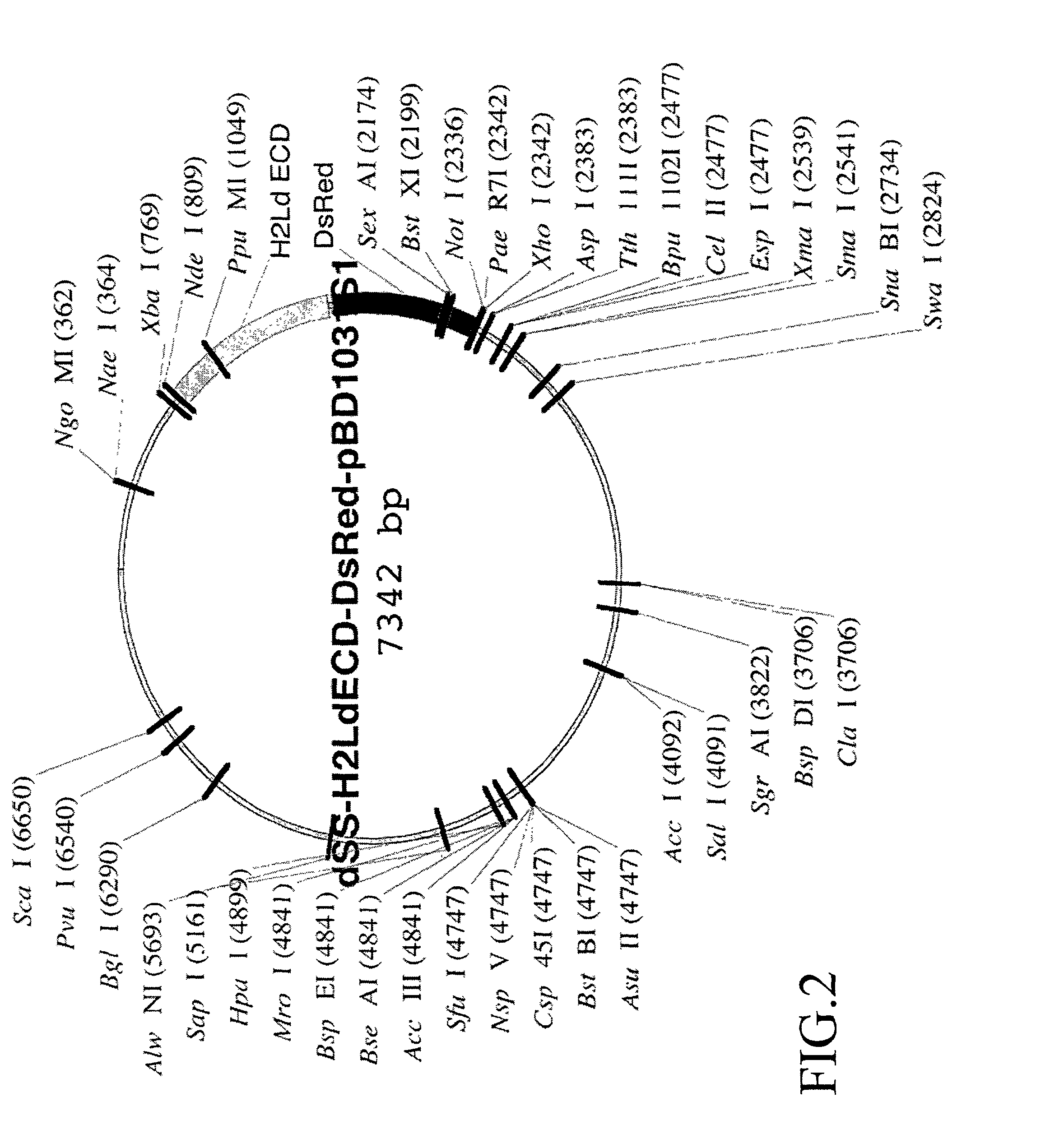 Intrinsically fluorescent, self-multimerizing MHC fusion proteins and complexes thereof